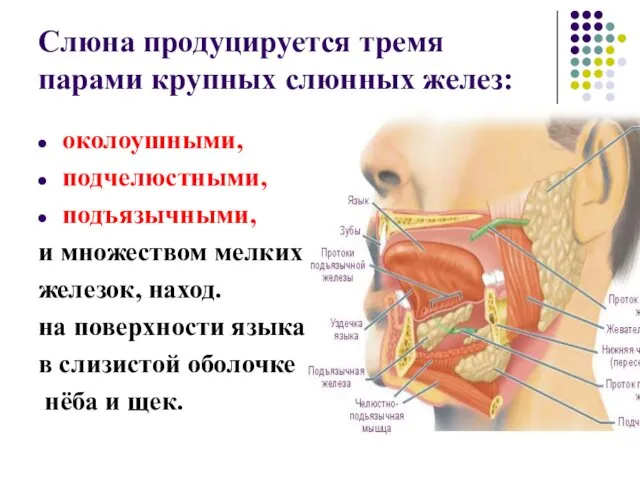 Слюна продуцируется тремя парами крупных слюнных желез: околоушными, подчелюстными, подъязычными,