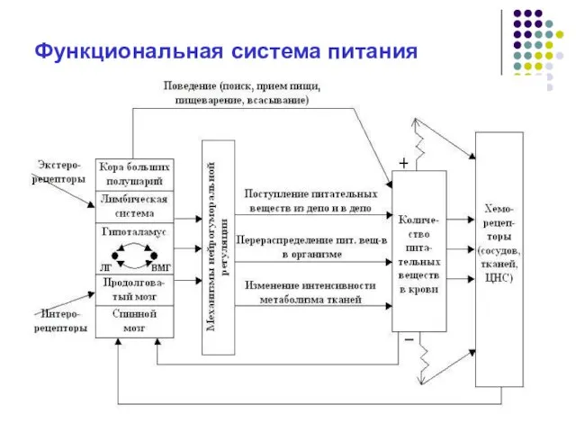 Функциональная система питания