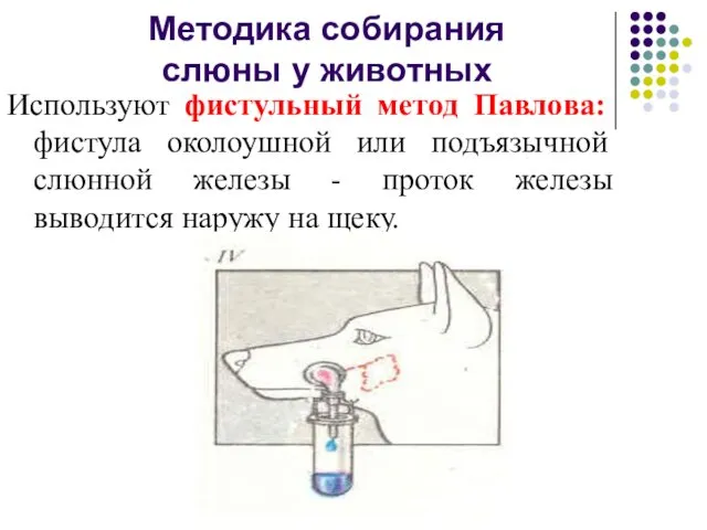 Методика собирания слюны у животных Используют фистульный метод Павлова: фистула