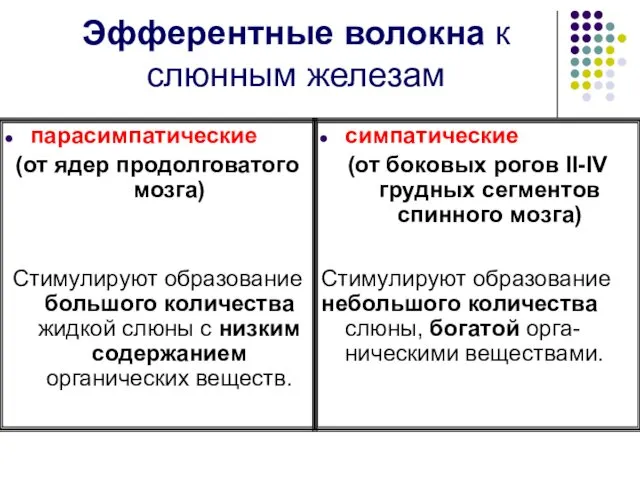 Эфферентные волокна к слюнным железам парасимпатические (от ядер продолговатого мозга)