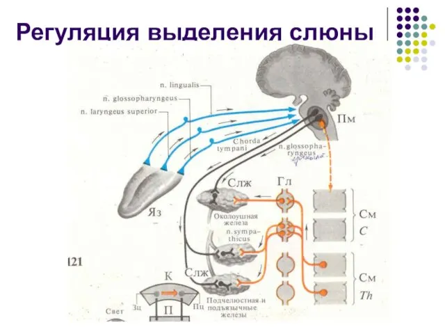 Регуляция выделения слюны