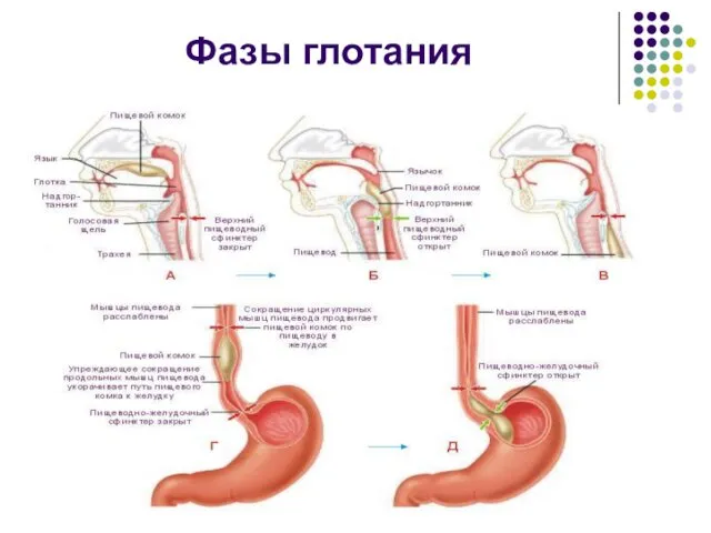 Фазы глотания