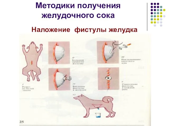 Методики получения желудочного сока Наложение фистулы желудка