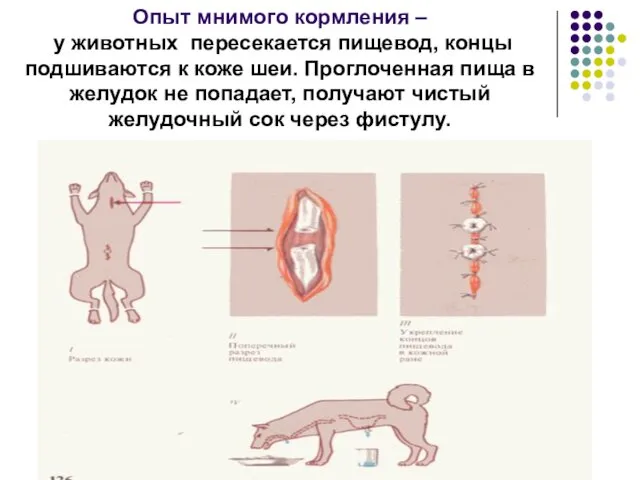 Опыт мнимого кормления – у животных пересекается пищевод, концы подшиваются