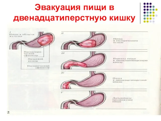 Эвакуация пищи в двенадцатиперстную кишку