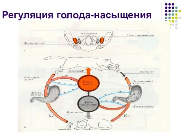 Регуляция голода-насыщения