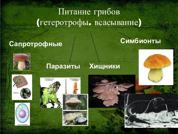 Питание грибов (гетеротрофы. всасывание) Сапротрофные Симбионты Паразиты Хищники