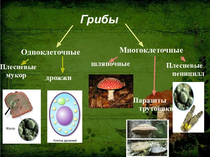 Плесневые мукор дрожжи Одноклеточные Многоклеточные шляпочные Плесневые пеницилл Паразиты трутовики Грибы