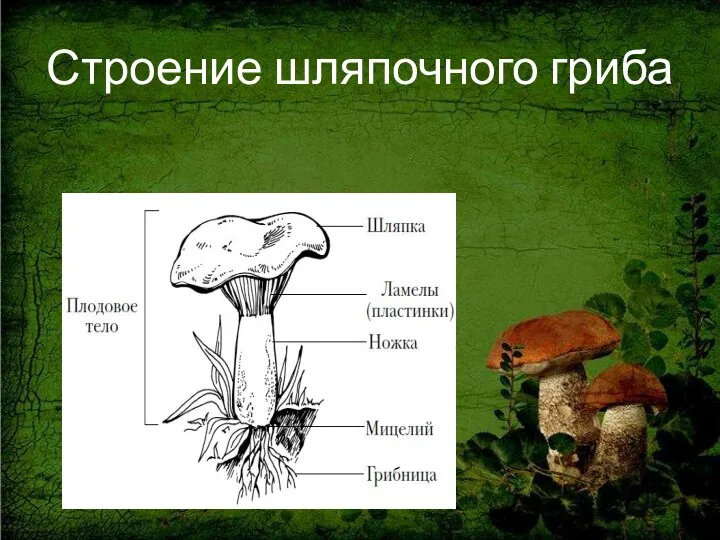 Строение шляпочного гриба