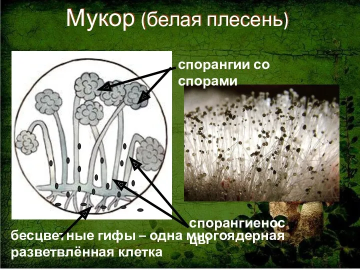 Мукор (белая плесень) бесцветные гифы – одна многоядерная разветвлённая клетка спорангиеносцы спорангии со спорами