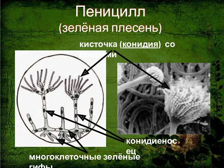 Пеницилл (зелёная плесень) кисточка (конидия) со спорами конидиеносец многоклеточные зелёные гифы