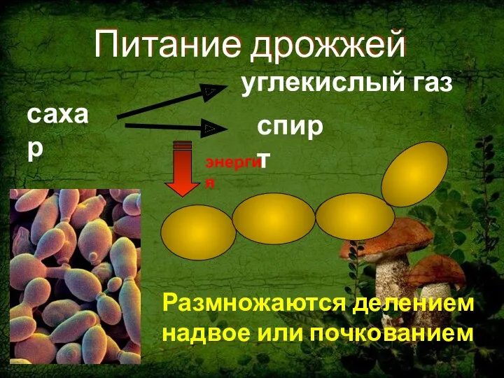 Питание дрожжей сахар углекислый газ спирт энергия Размножаются делением надвое или почкованием