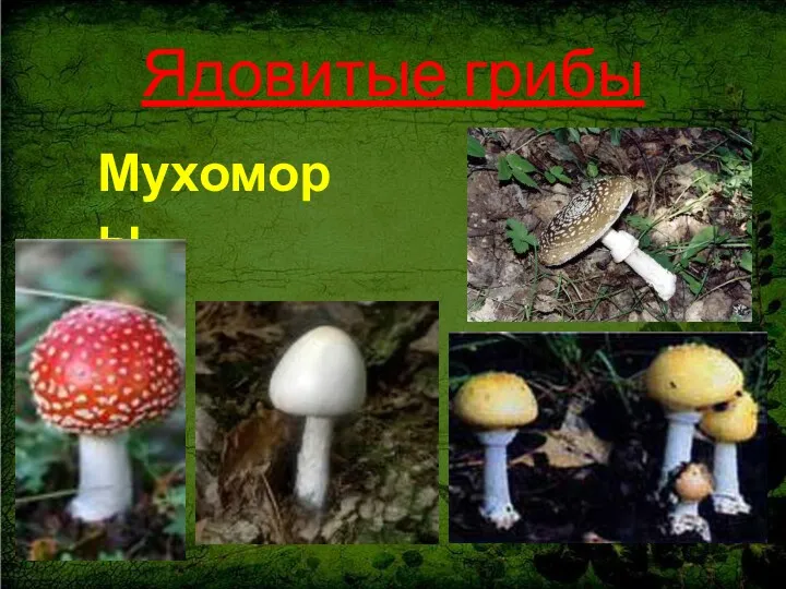 Ядовитые грибы Мухоморы