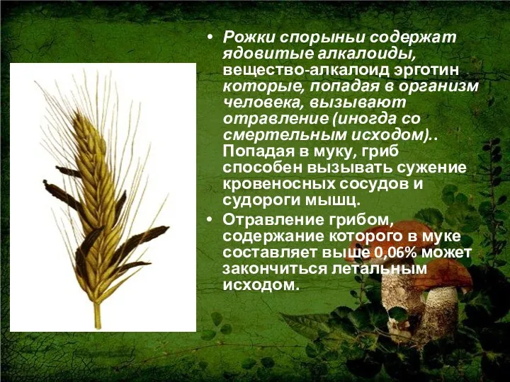 Рожки спорыньи содержат ядовитые алкалоиды, вещество-алкалоид эрготин которые, попадая в