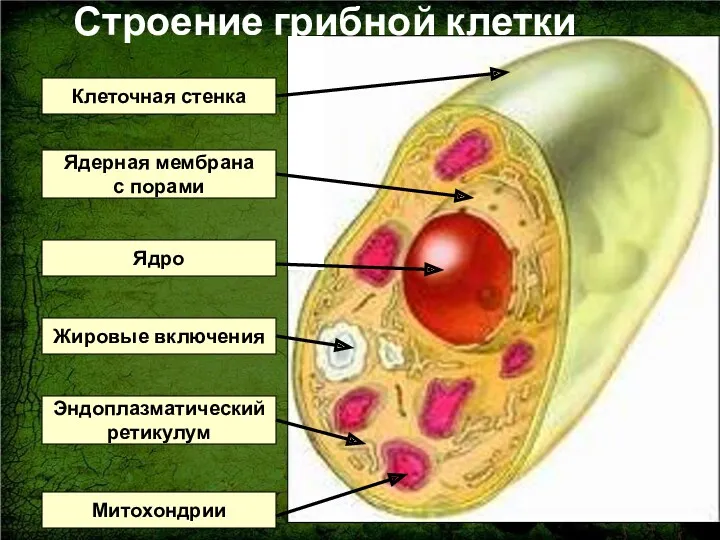 Клеточная стенка Ядро Ядерная мембрана с порами Эндоплазматический ретикулум Митохондрии Жировые включения Строение грибной клетки