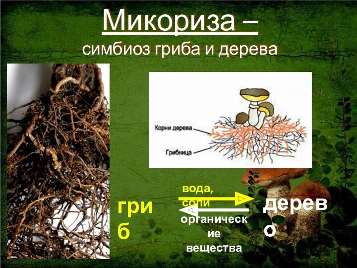 Микориза – симбиоз гриба и дерева гриб дерево вода, соли органические вещества