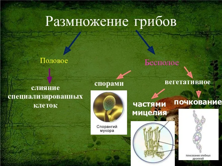 Размножение грибов Половое слияние специализированных клеток спорами вегетативное частями мицелия почкование Бесполое