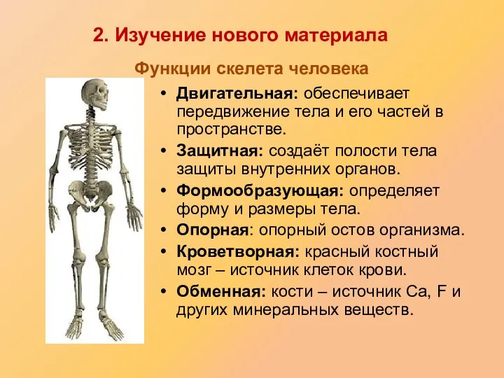 Функции скелета человека Двигательная: обеспечивает передвижение тела и его частей в пространстве. Защитная: