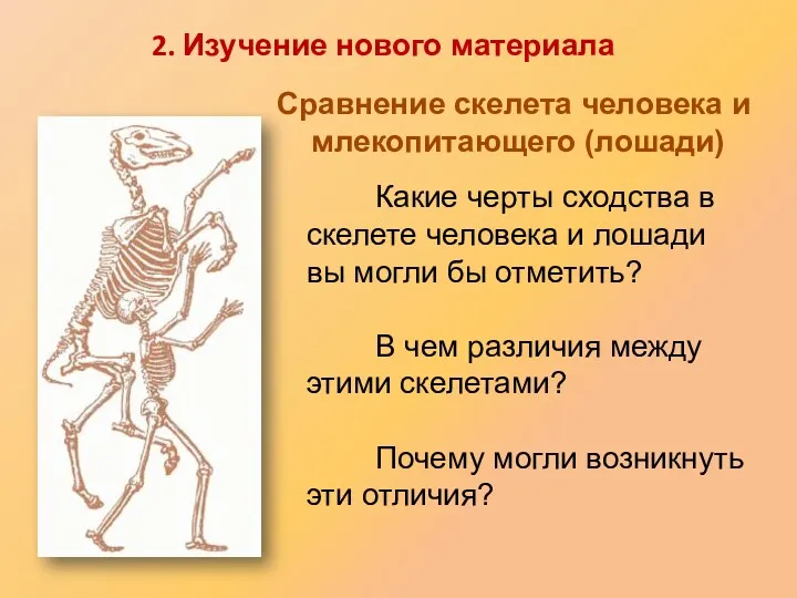 Какие черты сходства в скелете человека и лошади вы могли бы отметить? В