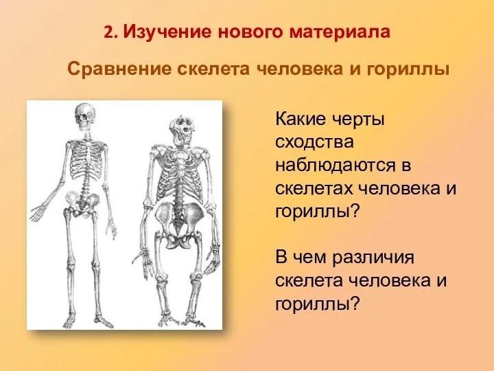 Какие черты сходства наблюдаются в скелетах человека и гориллы? В чем различия скелета
