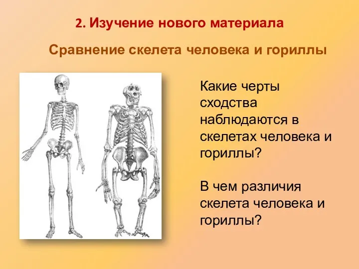 Какие черты сходства наблюдаются в скелетах человека и гориллы? В