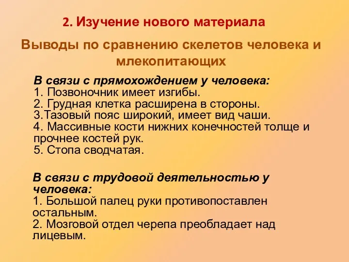 В связи с прямохождением у человека: 1. Позвоночник имеет изгибы.