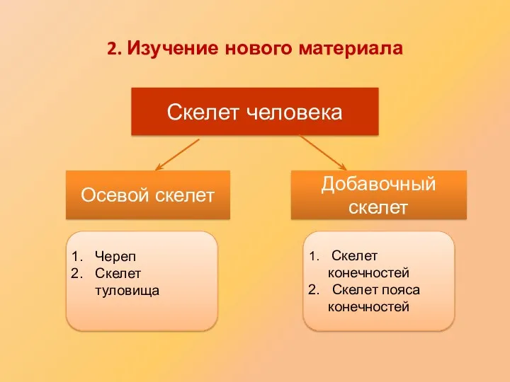 2. Изучение нового материала Скелет человека Осевой скелет Добавочный скелет