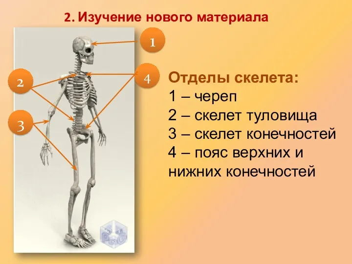 Отделы скелета: 1 – череп 2 – скелет туловища 3 – скелет конечностей