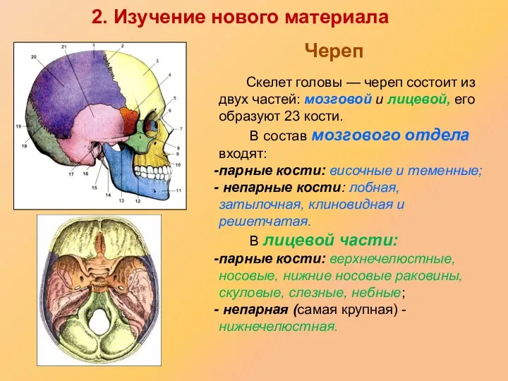 Скелет головы — череп состоит из двух частей: мозговой и лицевой, его образуют