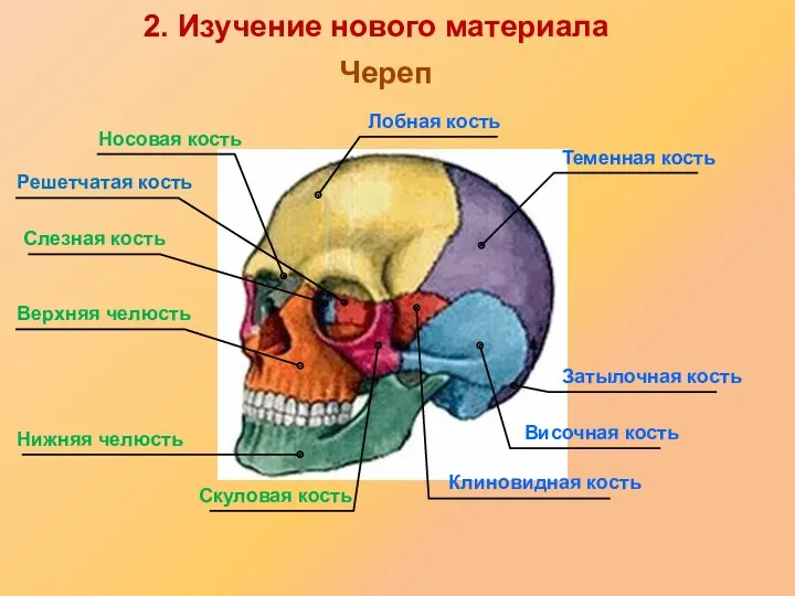 Решетчатая кость Слезная кость Носовая кость Лобная кость Теменная кость Затылочная кость Височная