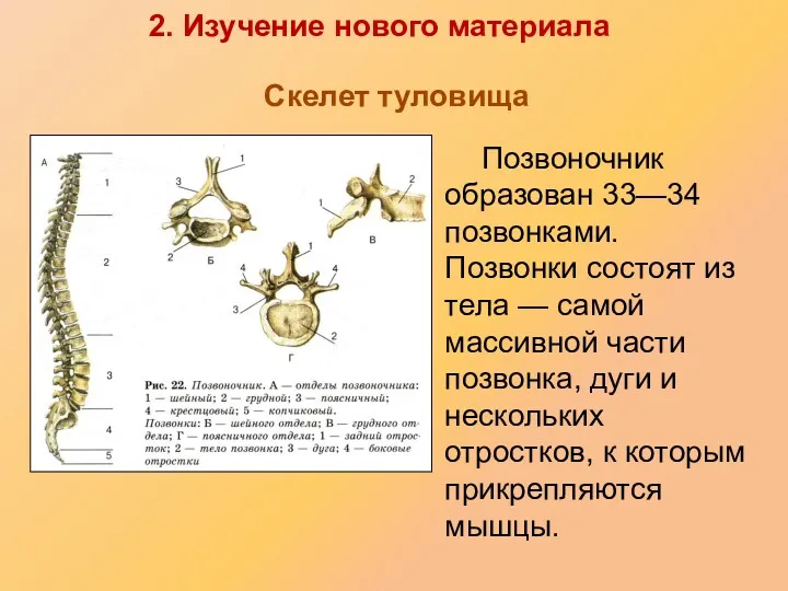 Скелет туловища Позвоночник образован 33—34 позвонками. Позвонки состоят из тела — самой массивной