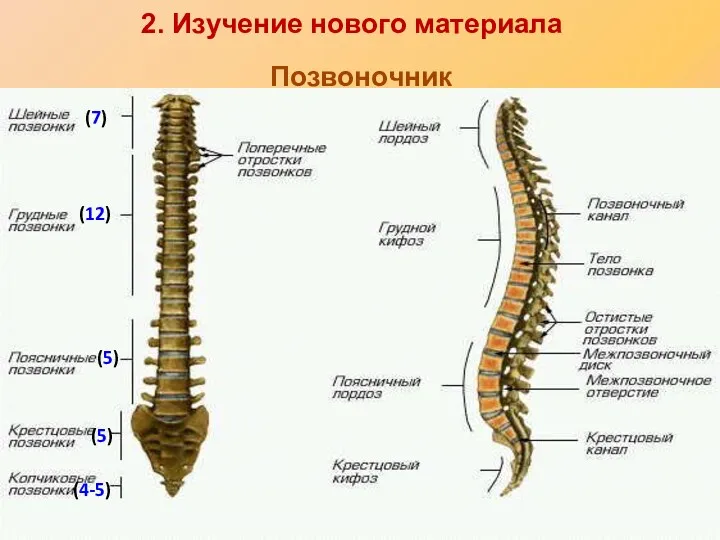 (7) (12) (5) (5) (4-5) Позвоночник 2. Изучение нового материала