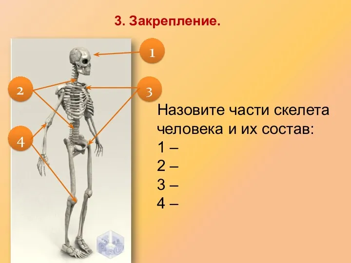 Назовите части скелета человека и их состав: 1 – 2 – 3 –