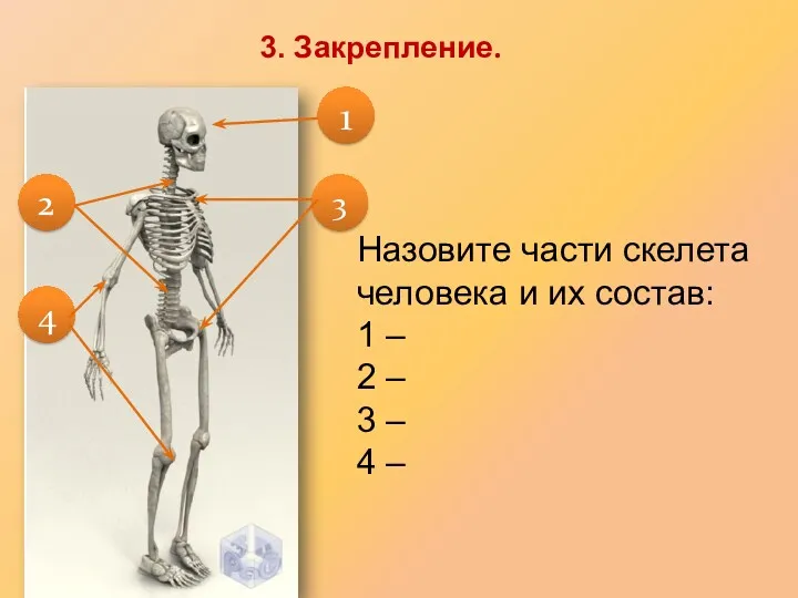 Назовите части скелета человека и их состав: 1 – 2