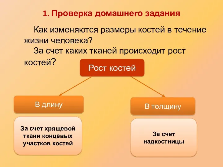 Как изменяются размеры костей в течение жизни человека? За счет