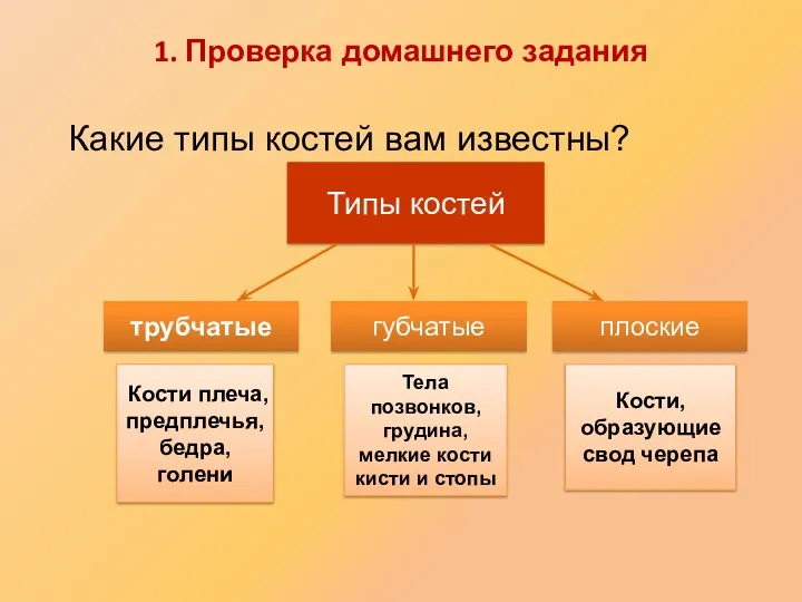 Какие типы костей вам известны? Типы костей трубчатые губчатые плоские Кости плеча, предплечья,