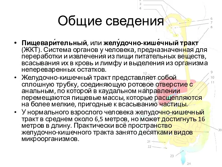 Общие сведения Пищевари́тельный, или желу́дочно-кише́чный тракт (ЖКТ). Система органов у человека, предназначенная для