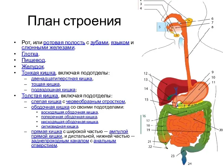 План строения Рот, или ротовая полость с зубами, языком и слюнными железами. Глотка.