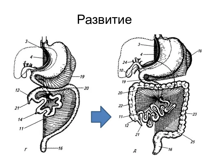 Развитие