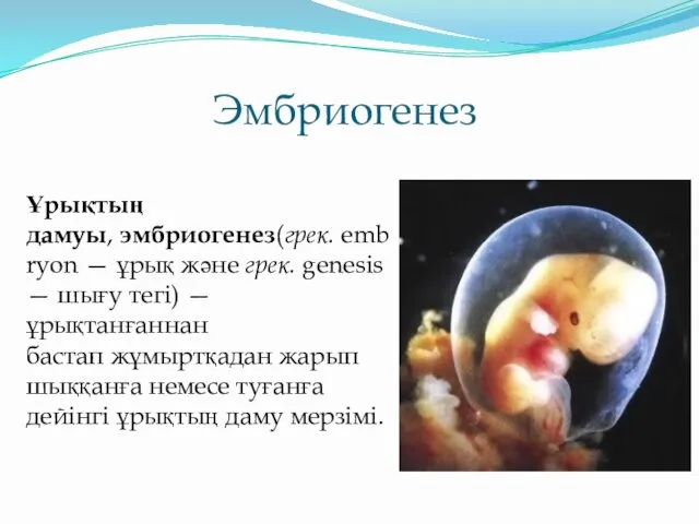 Эмбриогенез Ұрықтың дамуы, эмбриогенез(грек. embryon — ұрық және грек. genesіs — шығу тегі)