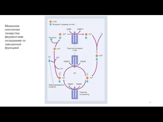 Механизм окисления лекарства ферментами оксидазами со смешанной функцией