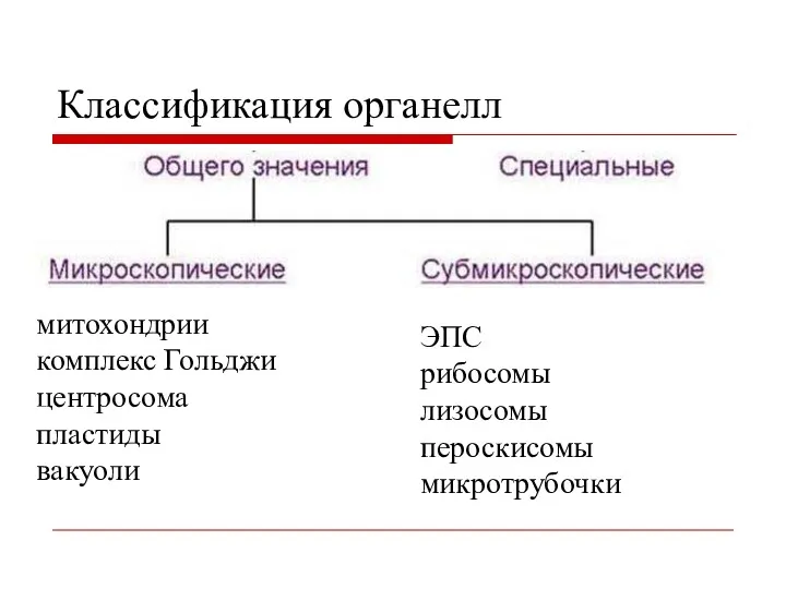 Классификация органелл митохондрии комплекс Гольджи центросома пластиды вакуоли ЭПС рибосомы лизосомы пероскисомы микротрубочки