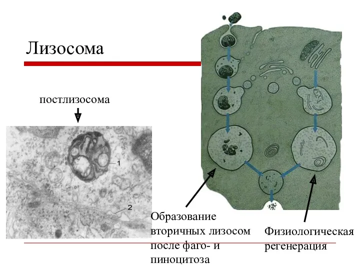 Лизосома постлизосома Образование вторичных лизосом после фаго- и пиноцитоза Физиологическая регенерация