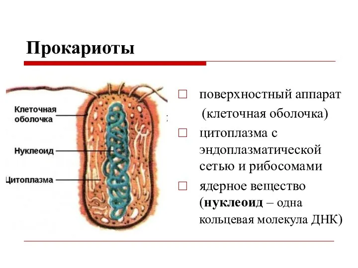 Прокариоты поверхностный аппарат (клеточная оболочка) цитоплазма с эндоплазматической сетью и