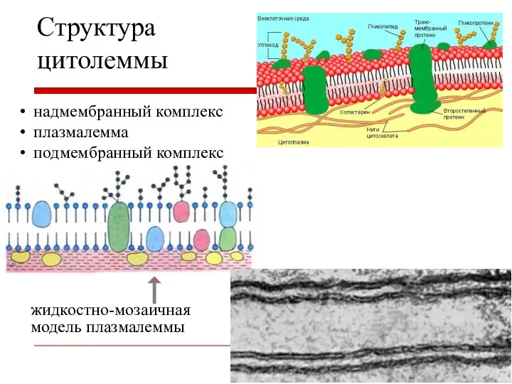 Структура цитолеммы жидкостно-мозаичная модель плазмалеммы надмембранный комплекс плазмалемма подмембранный комплекс