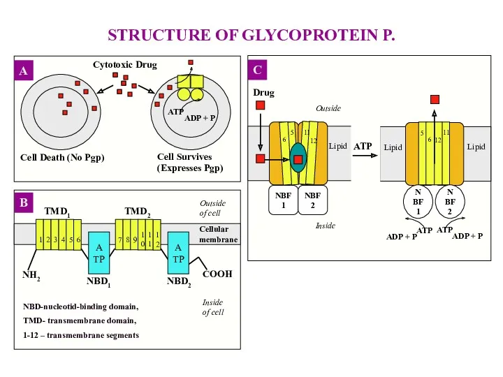 STRUCTURE OF GLYCOPROTEIN P.