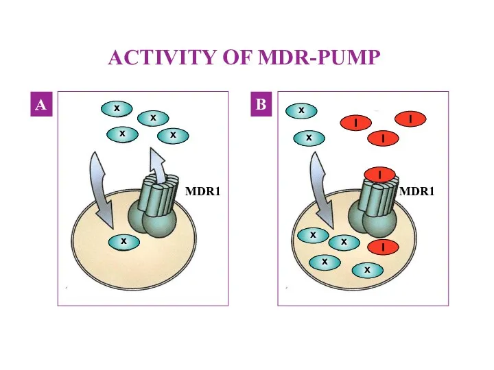 ACTIVITY OF MDR-PUMP