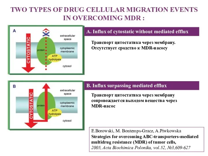 TWO TYPES OF DRUG CELLULAR MIGRATION EVENTS IN OVERCOMING MDR : E.Borowski, M.