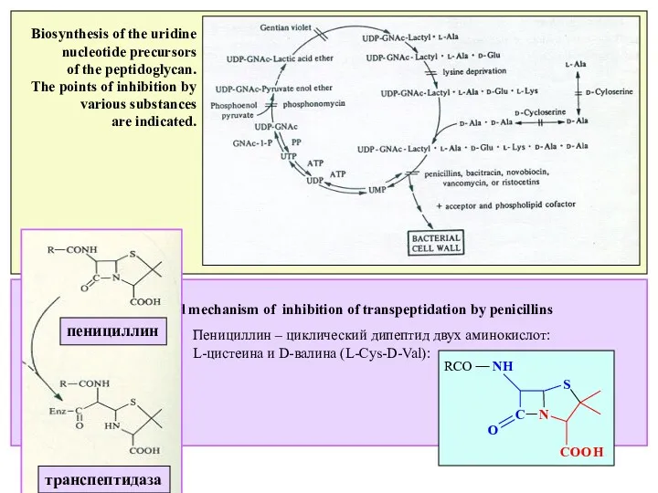 Biosynthesis of the uridine nucleotide precursors of the peptidoglycan. The points of inhibition