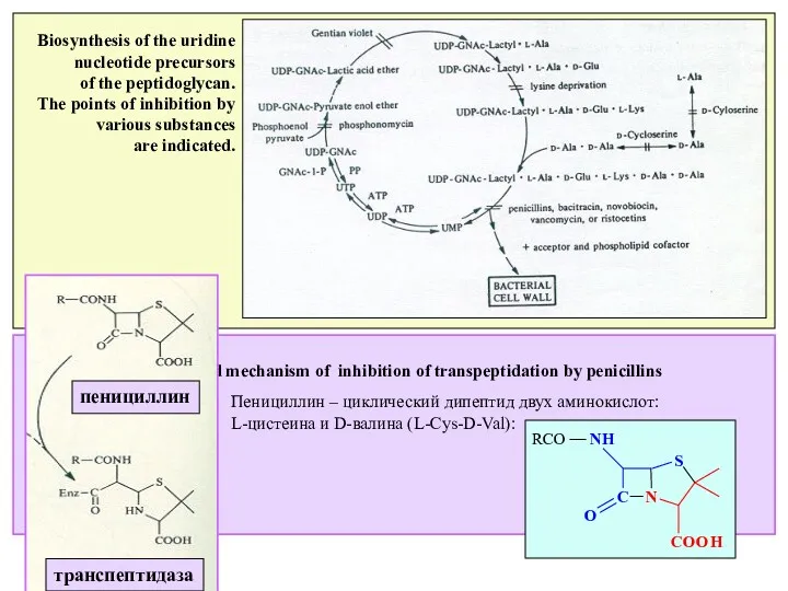 Biosynthesis of the uridine nucleotide precursors of the peptidoglycan. The